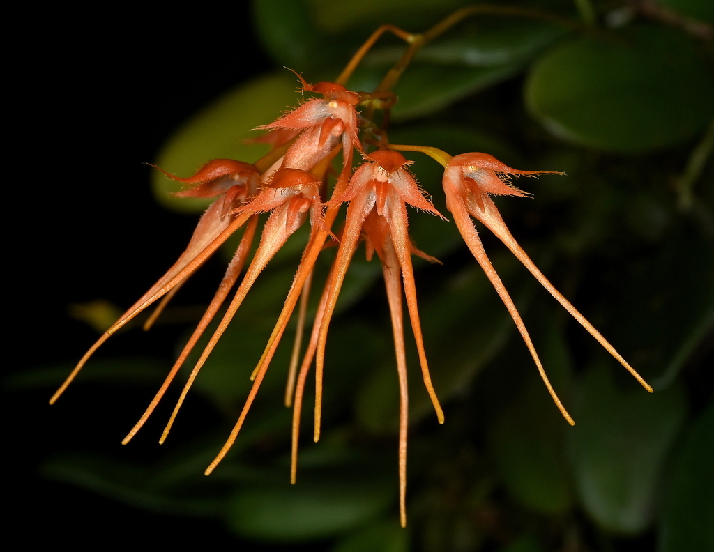 Bulbophyllum taiwanense