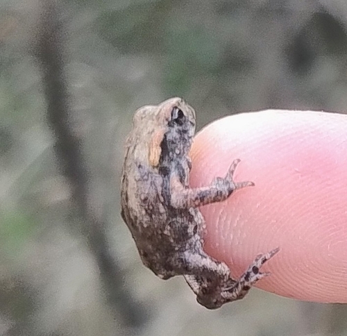 European Toad