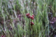 Juncus occidentalis
