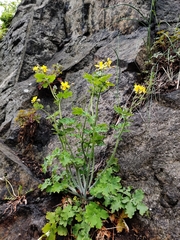 Chelidonium majus