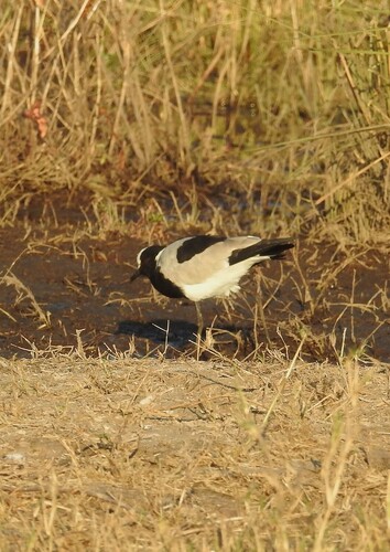 iNaturalist image
