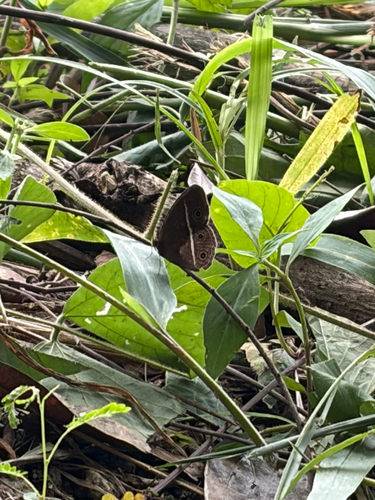 Smooth-eyed Bushbrown