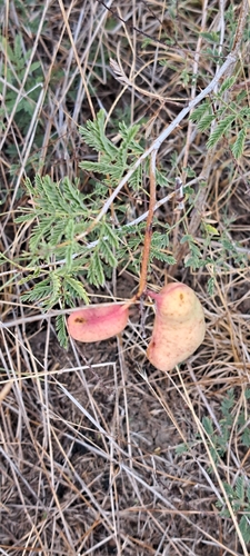 Prosopis farcta, photograph 1