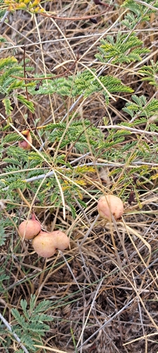 Prosopis farcta, photograph 2