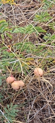 Prosopis farcta, photograph author not stated, no rights reserved