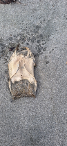 Big Skate