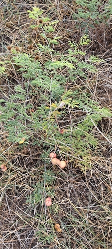 Prosopis farcta, photograph 3