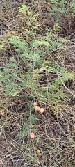 Prosopis farcta, photograph author not stated, no rights reserved