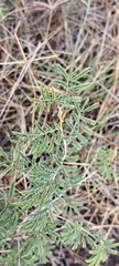 Prosopis farcta, photograph author not stated, no rights reserved