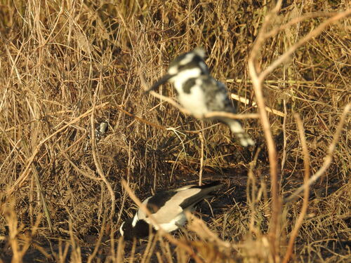 iNaturalist: (c) Ron + Sandy, some rights reserved (CC BY-NC), uploaded by Ron + Sandy iNaturalist image