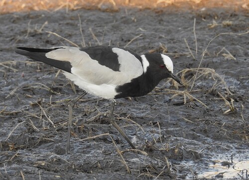 iNaturalist image