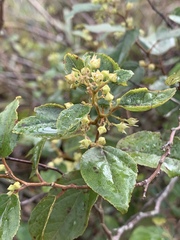 Itea rhamnoides