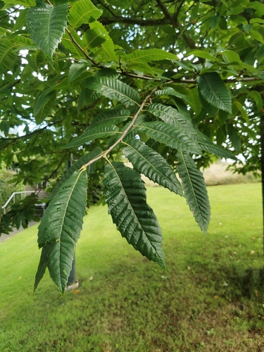 Sweet Chestnut