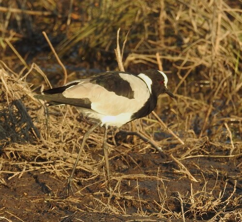 iNaturalist image