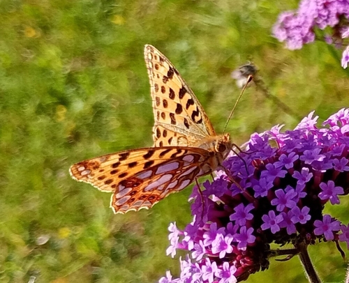 Queen of Spain Fritillary