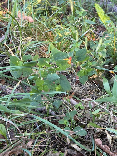 common jewelweed