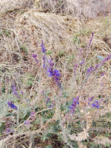 Purple Wood Sage