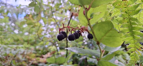 salal