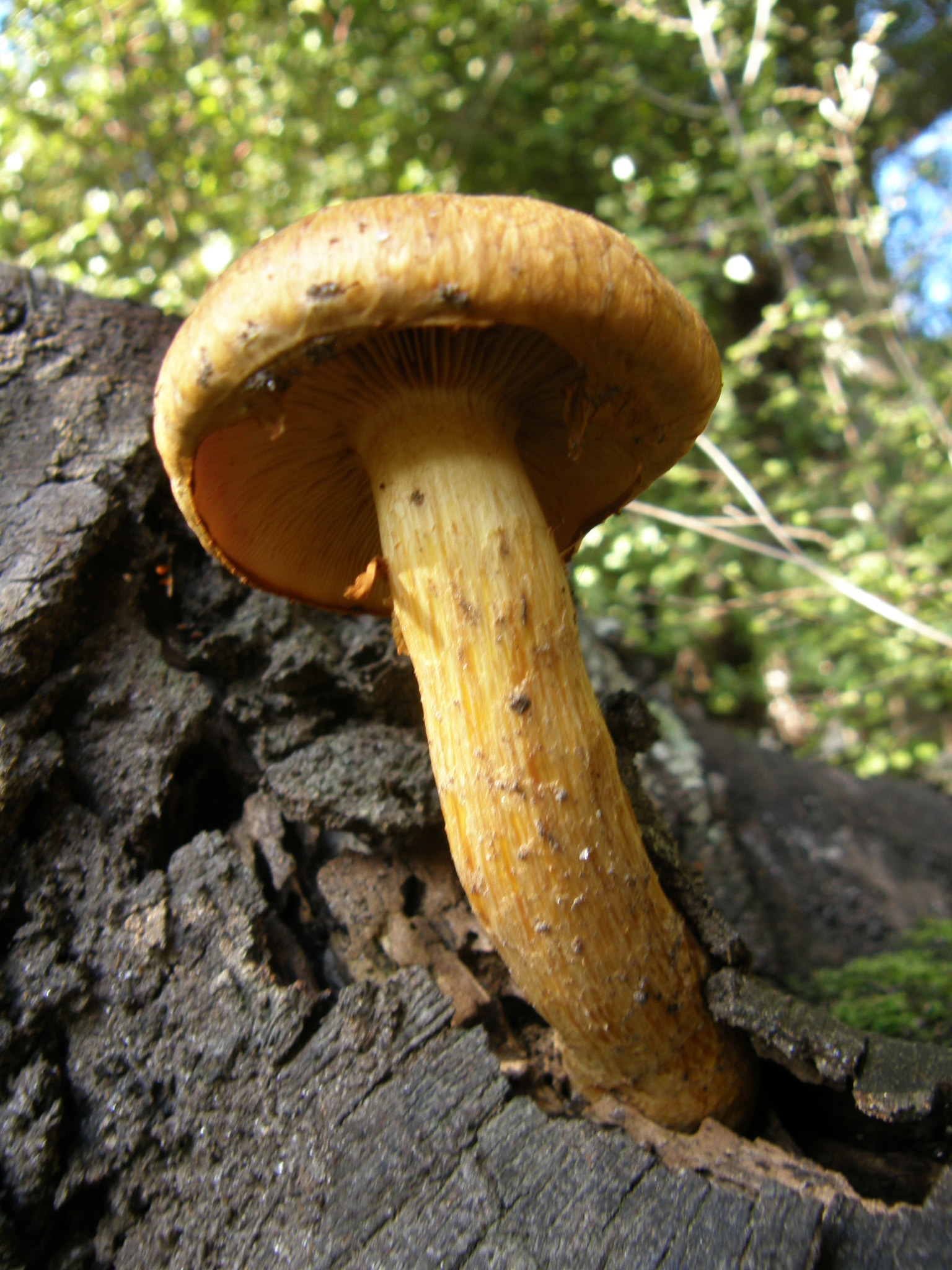 Gymnopilus junonius image