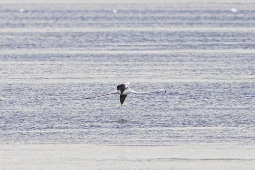 iNaturalist image
