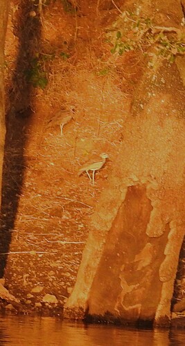 iNaturalist: (c) Ron + Sandy, some rights reserved (CC BY-NC), uploaded by Ron + Sandy iNaturalist image