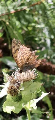 Silver-washed Fritillary