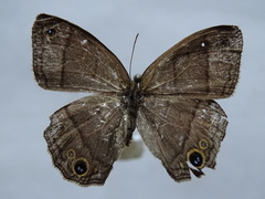 Cissia pompilia