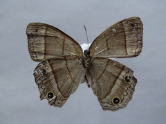 Cissia pompilia