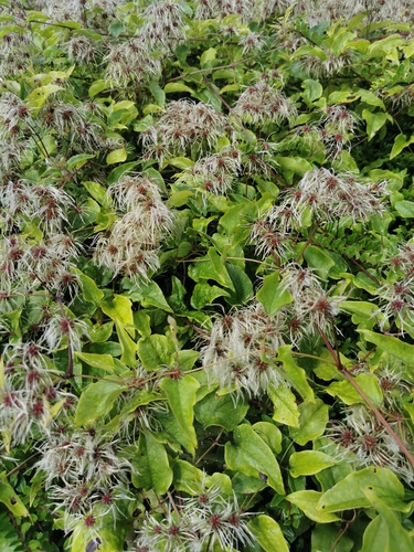 Old man's beard