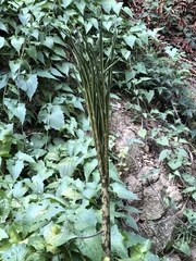 Amorphophallus kiusianus