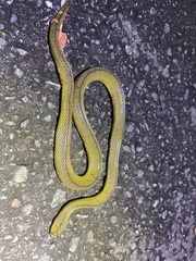 Achalinus formosanus