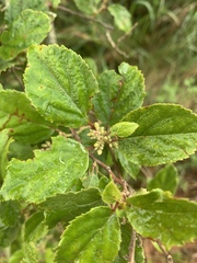 Itea rhamnoides