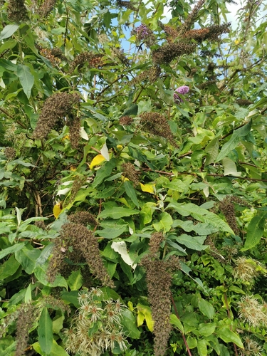 Butterfly bush