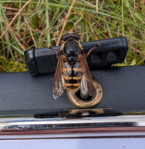 Yellow-barred Peat Hover Fly