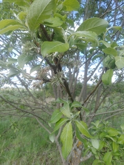 Salix caprea