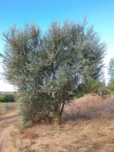 Russian olive