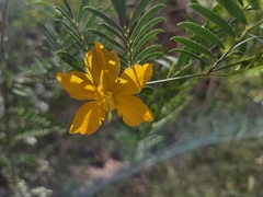 Petalostylis labicheoides, photograph (c) Chantel McWilliam, some rights reserved (CC BY)