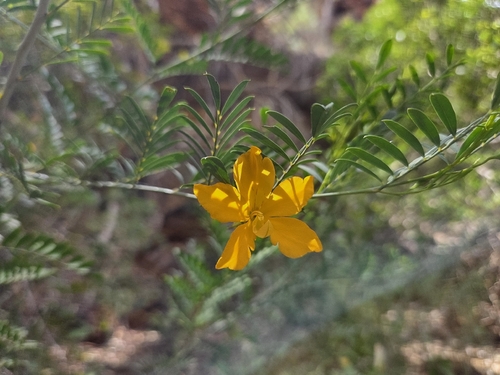 Petalostylis labicheoides, photograph 6