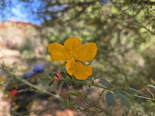 Petalostylis labicheoides