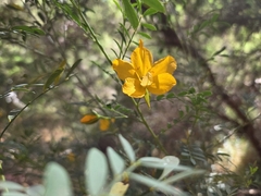 Petalostylis labicheoides, photograph (c) Chantel McWilliam, some rights reserved (CC BY)