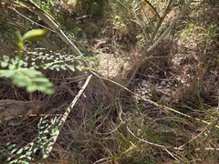Petalostylis labicheoides, photograph (c) Chantel McWilliam, some rights reserved (CC BY)