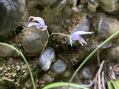 Bletilla formosana