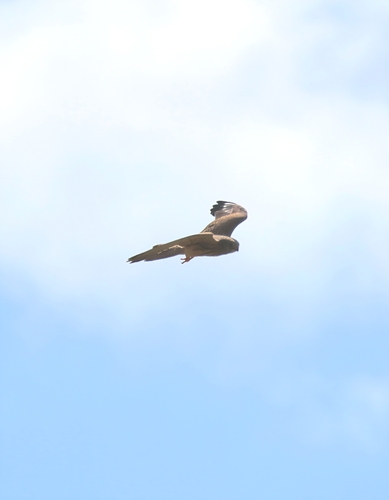 Lesser Kestrel
