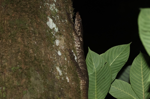 Varanus dumerilii observed 2026-09-06