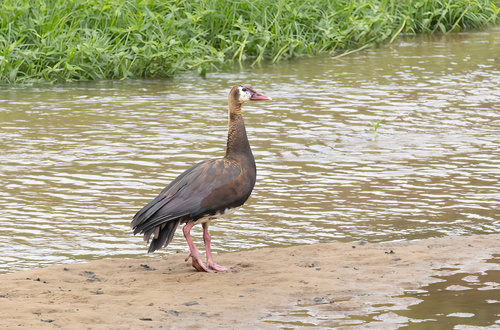iNaturalist image