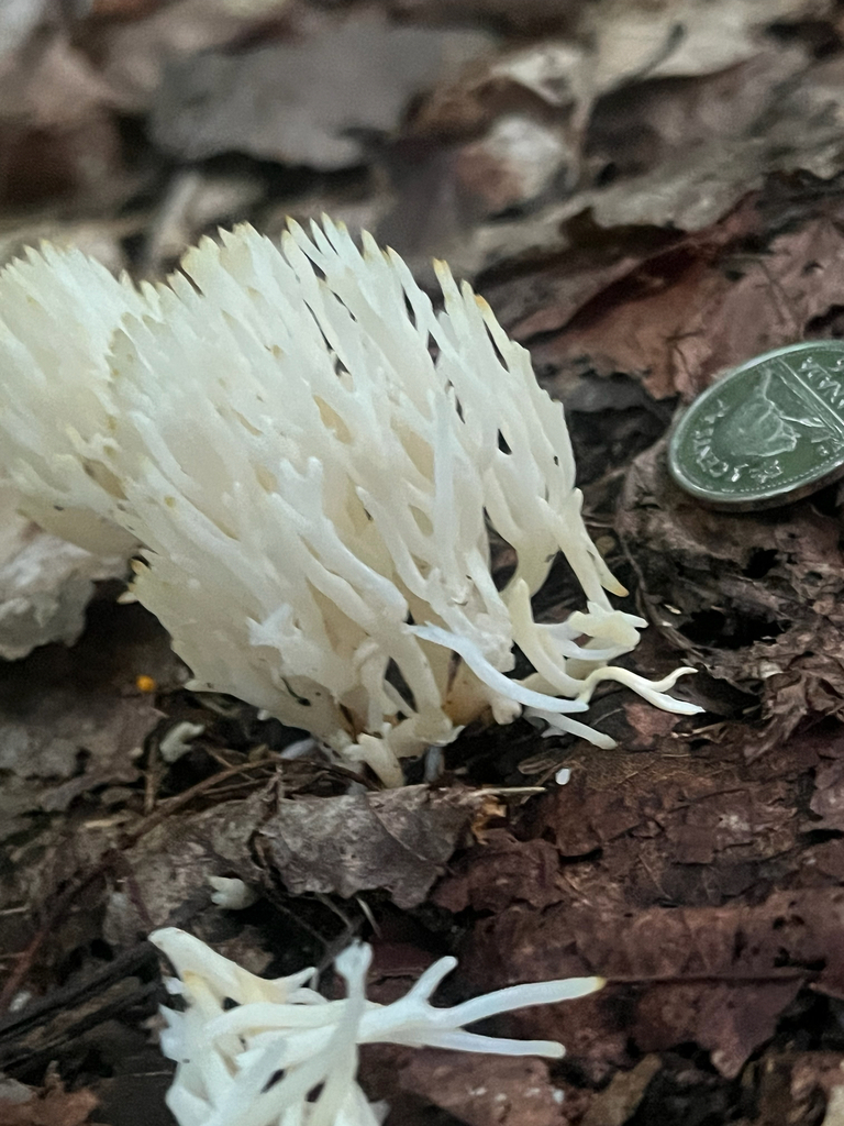 white coral fungus · September 2026 · photo: Photo: (c) Ken Lange, some rights reserved (CC BY) · iNaturalist