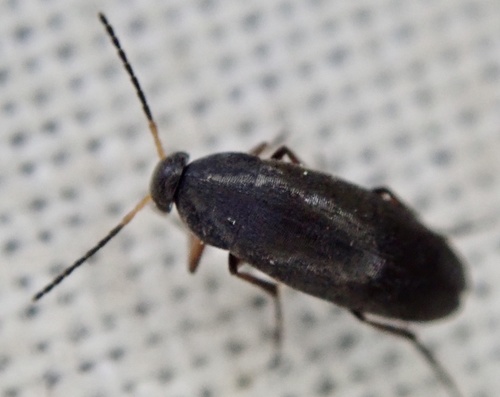 Apanas Insect Subgenus Anaspis · iNaturalist
