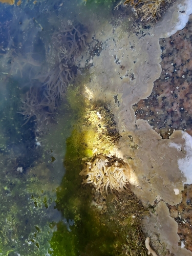 snakelocks anemone