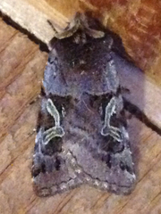 Cerastis enigmatica