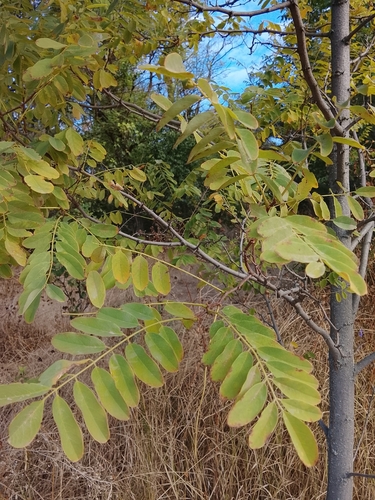 black locust